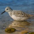 Becasseau sanderling