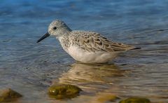 Becasseau sanderling