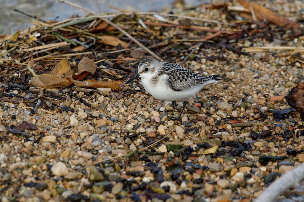 Bécasseau Sanderling