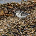 Bécasseau Sanderling