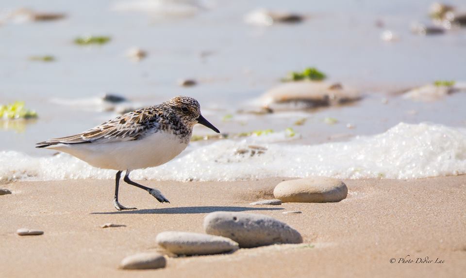 bécasseau sanderling