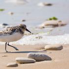 bécasseau sanderling