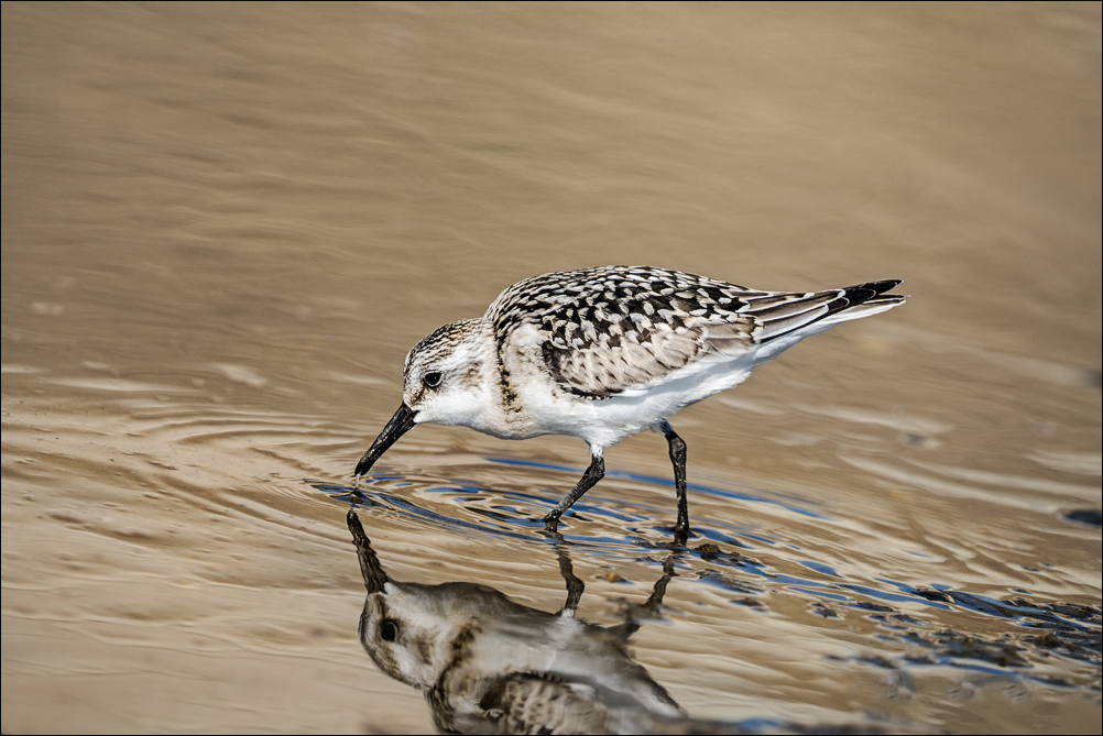 Bécasseau Sanderling