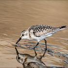 Bécasseau Sanderling