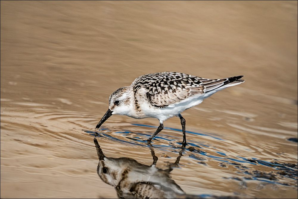 Bécasseau Sanderling