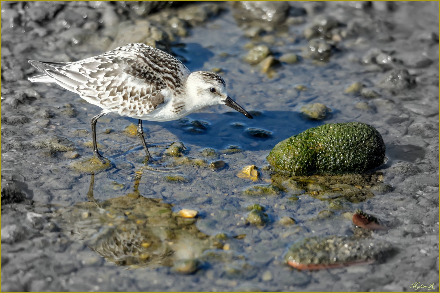 Becasseau Sanderling