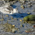 Becasseau Sanderling