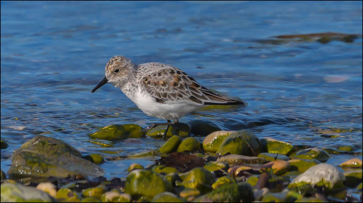 Becasseau Sanderling