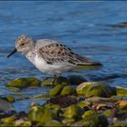 Becasseau Sanderling