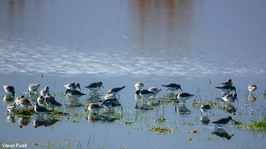 Bécasseau Sanderling