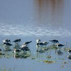 Bécasseau Sanderling