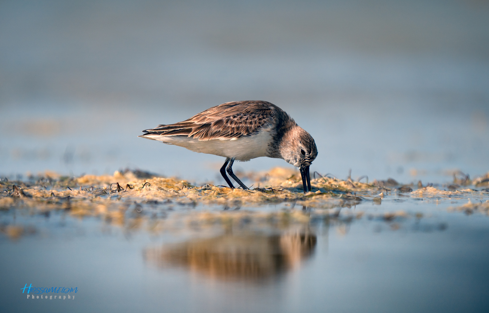 Bécasseau variable (Dunlin)