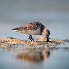 Bécasseau variable (Dunlin)