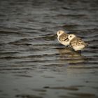 Bécasseaux sanderling