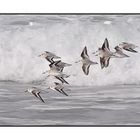 Bécasseaux sanderling