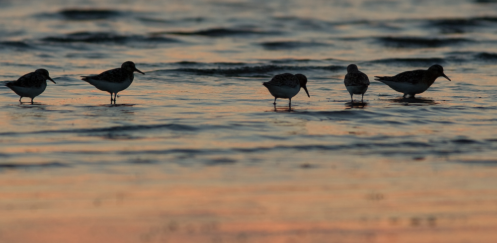 Becasseaux Sanderling en Contre-Jour