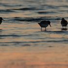 Becasseaux Sanderling en Contre-Jour