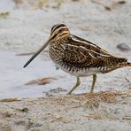 Bécassine des Marais (Gallinago Gallinago) 1