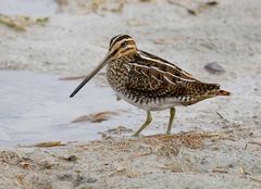 Bécassine des Marais (Gallinago Gallinago) 1