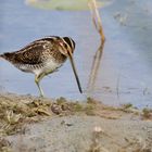 Bécassine des Marais (Gallinago Gallinago) 2