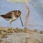 Bécassine des Marais (Gallinago Gallinago) 2