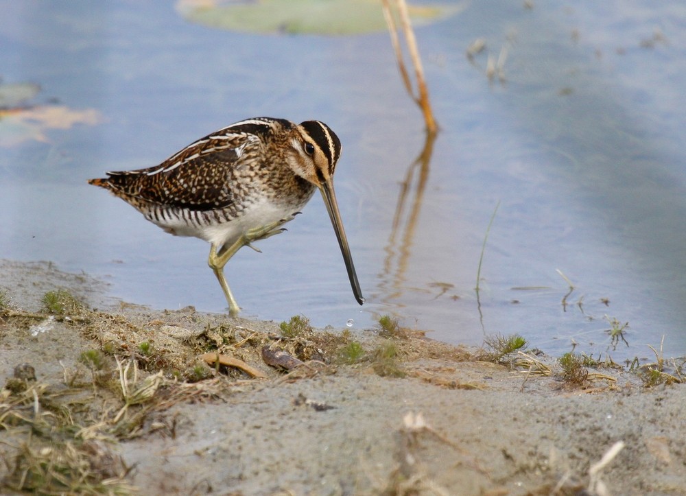 Bécassine des Marais (Gallinago Gallinago) 2