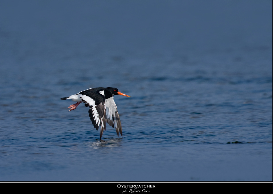 beccaccia di mare III