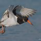 Beccaccia di mare( Oystercatcher)