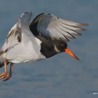 Beccaccia di mare( Oystercatcher)