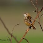 beccamoschino - Cisticola juncidis