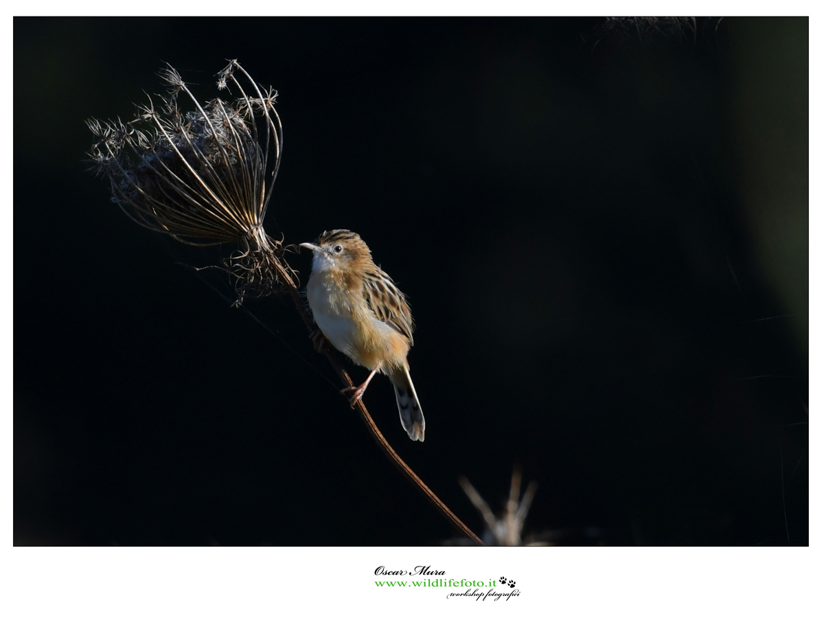  Beccamoschino www.wildlifefoto.it