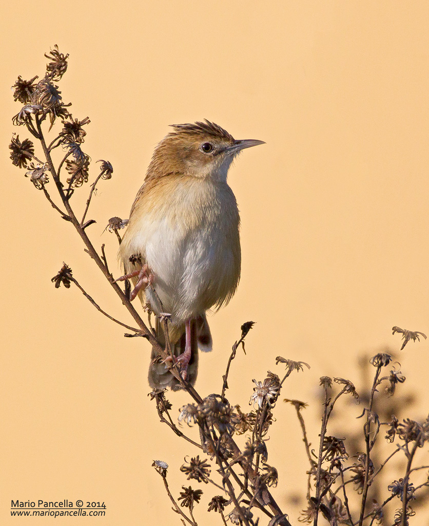 Beccamoschino(Cisticola juncidis)