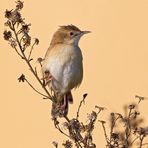 Beccamoschino(Cisticola juncidis)