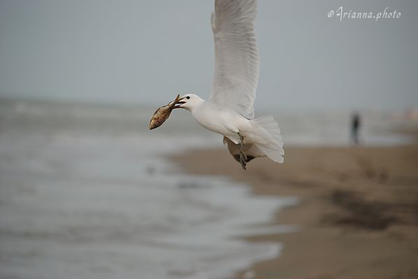 <beccato cor Sorcio in bocca!>