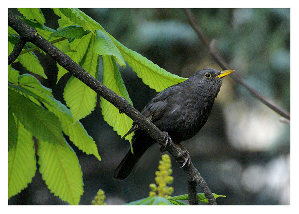 BECCO GIALLO Foto Immagini animali, uccelli allo stato libero