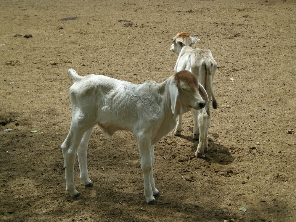 Becerrito - Calf