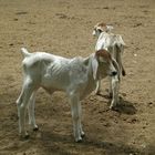 Becerrito - Calf