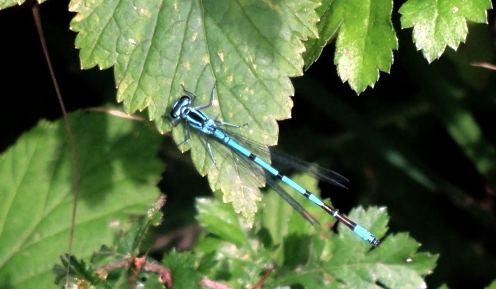 -Becher-Azurjungfer-(Enalagma cyathigerum )