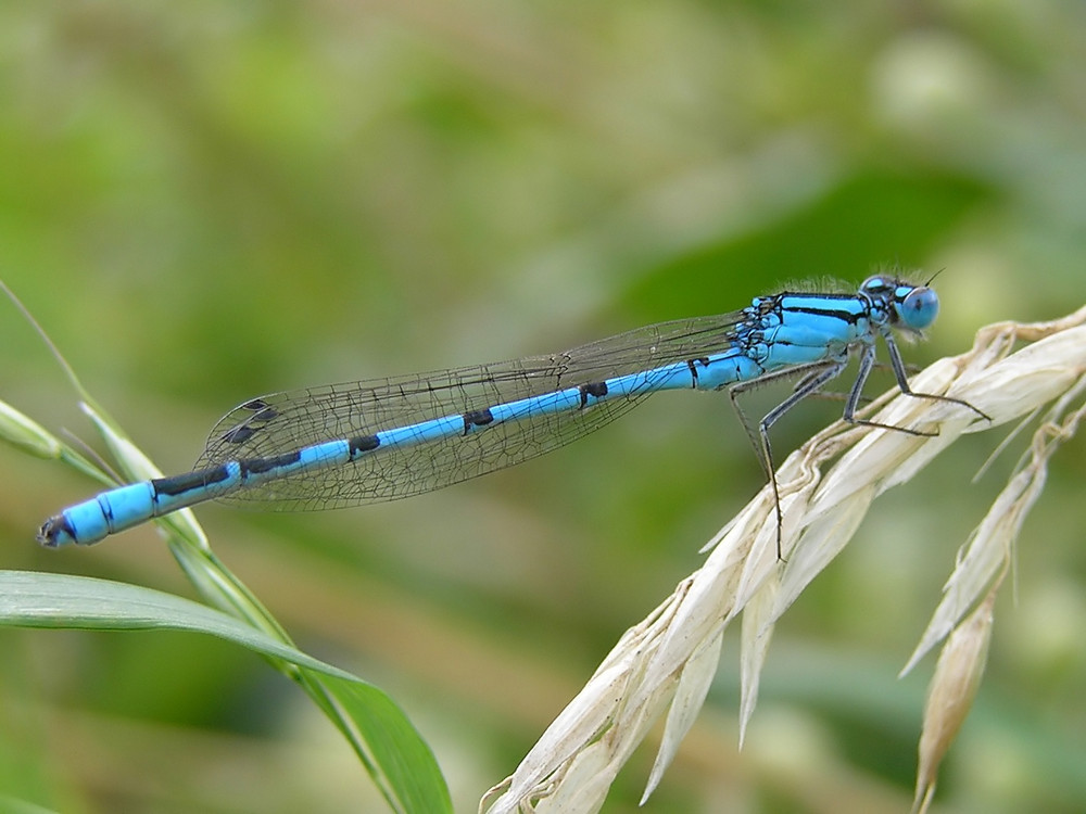 Becher Azurjungfer (Enallagma cyathigerum)