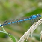 Becher Azurjungfer (Enallagma cyathigerum)