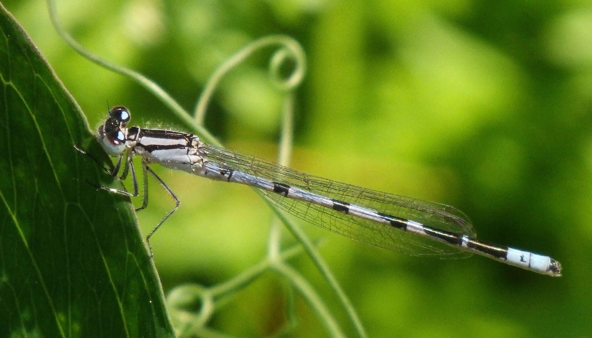 Becher-Azurjungfer (Enallagma cyathigerum)