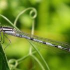 Becher-Azurjungfer (Enallagma cyathigerum)