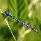 Becher-Azurjungfer (Enallagma cyathigerum)