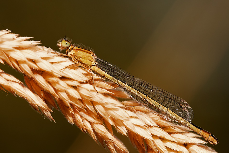 Becher-Azurjungfer (Enallagma cyathigerum)