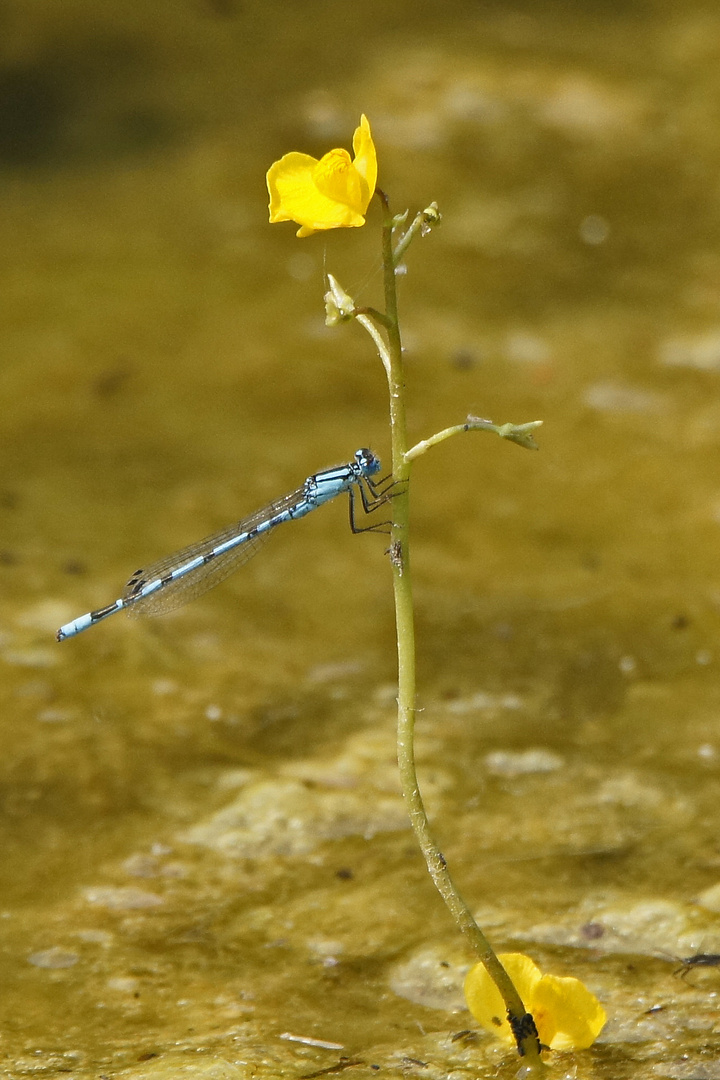 Becher-Azurjungfer (Enallagma cyathigerum) ......