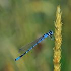 Becher-Azurjungfer (Enallagma cyathigerum)