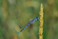 Becher-Azurjungfer (Enallagma cyathigerum)