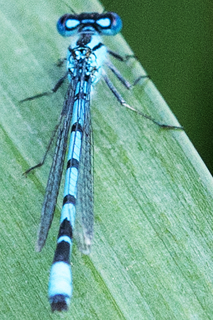 Becher-Azurjungfer (Enallagma cyathigerum)