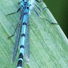 Becher-Azurjungfer (Enallagma cyathigerum)