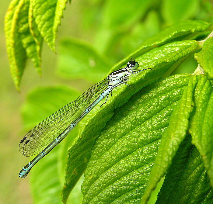 Becher-Azurjungfer - Enallagma cyathigerum